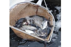 <b>Koło 078 PZW w Czersku: Zarybienie jeziora - 300 kg (WIDEO)</b>