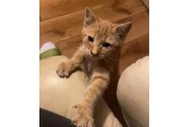 <b>GM. CZERSK. Zaginął kotek</b>